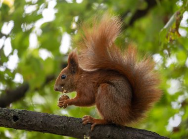 Bir kırmızı sincap (Sciurus vulgaris) Polonya 'nın Varşova kentinde Lazienki Park' ta bir ağaç dalında fındık yiyor. Yakından bakınca sincapların tüylerinin, bıyıklarının ve gözlerinin keskin detaylarını görüyoruz. Kırıntılar görülebilir. Yumuşak, bulanık, doğal bir arka plana ayarlanmış..