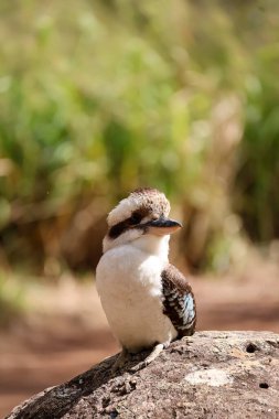 Gülen bir yalıçapkını, yumuşak doğal ışık ve arka planda bulanık yeşil yapraklarla çevrili bir kayanın üzerine tünemiş..