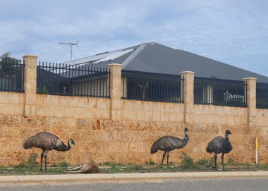 Avustralya 'nın bir banliyösünde sokakta dolaşan üç emu ve ölü bir kanguru. Sahne doğal yaşam ve kentsel gelişimin birlikte varoluşunu vurguluyor, doğa ve insan büyümesi arasındaki zıtlığı gösteriyor..