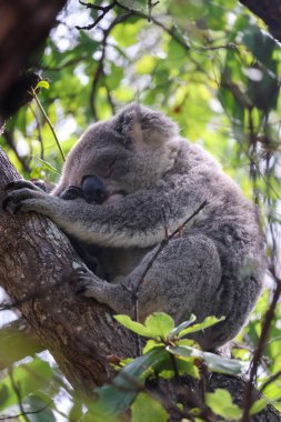 Yeşil yapraklarla çevrili bir ağaç dalında dinlenen uyuyan bir koalanın (Phascolarctos cinereus) yakın çekimi. 