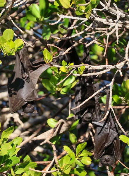 Bir kaç büyük uçan tilki, ağaçların dallarında baş aşağı asılı, parlak yeşil yaprakların arasında. 