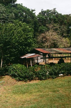 Kosta Rika kırsal güzelliğinde nostaljik bir analog film yolculuğu: gür ormanlar, kırsal evler ve sakin manzaralar, tropikal doğanın ve kırsal yaşamın ebedi cazibesini yakalıyor.
