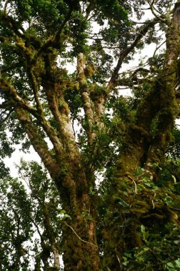 Kosta Rika kırsal güzelliğinde nostaljik bir analog film yolculuğu: gür ormanlar, kırsal evler ve sakin manzaralar, tropikal doğanın ve kırsal yaşamın ebedi cazibesini yakalıyor.