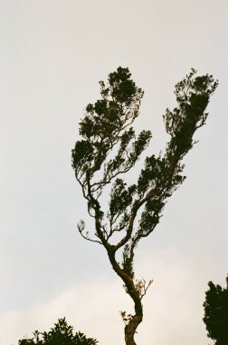 Kosta Rika kırsal güzelliğinde nostaljik bir analog film yolculuğu: gür ormanlar, kırsal evler ve sakin manzaralar, tropikal doğanın ve kırsal yaşamın ebedi cazibesini yakalıyor.