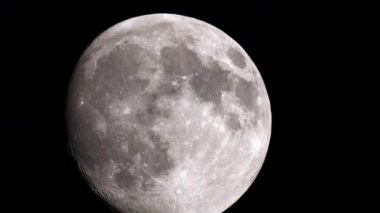 İki Rough Collie renkli sonbahar yapraklarıyla kaplı bir orman yolunda duruyor. Bir köpek ağzı açık kameraya bakarken diğeri de yeri kokluyor.. 