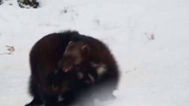İki porsuk kışın ortasında karda birlikte oynarlar. Hayvanlar soğuk ortamda enerjik bir şekilde hareket ederek doğal davranışlarını ve karlı koşullara olan bağlılıklarını gösteriyor..