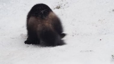 İki porsuk kışın ortasında karda birlikte oynarlar. Hayvanlar soğuk ortamda enerjik bir şekilde hareket ederek doğal davranışlarını ve karlı koşullara olan bağlılıklarını gösteriyor..