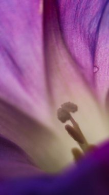 makroda mor çiçek yaprakları yakın çekim