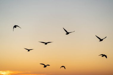 Denizin üstünde uçan martılarla gündoğumu gökyüzü, Savona, İtalya yakınlarındaki ligurian kıyı şeridi üzerinde altın pastel ufka karşı siluet, gevşek sürüler halinde süzülen kuşlar, sakin su yansıtan