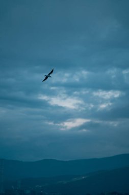 Gün doğumunda parlayan ve bulutlu bir kuş, aşağıdaki engebeli kıyı sırtı, hareket silueti, yükselen kanatlar, seçici odak, metin için alan, özgürlük ve macerayı çağrıştırır