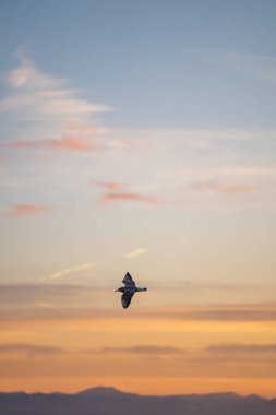 Uzak tepelerde gün doğumu, şafak vakti kanatları açık bir şekilde süzülen zarif martı, gün doğumunda kanatlarını uzatarak uçan kuş.