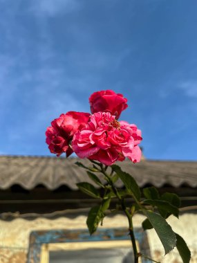 Çok Renkli Çürük Elma Sonbahar Yaprakları Uzanıyor