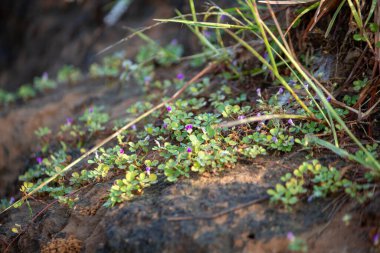 Grona triflora 'nın (eski adı Desmodium triflorum) yakın çekimi, kayalık zeminde büyüyen küçük trifoliat yaprakları ve küçük mor çiçekleri olan sürünen bir bitki. Bu dayanıklı yabani bitki.