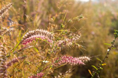 Desho çimlerinin yakın çekim makrosu. Yumuşak pembe çekirdek başları, parlak güneş ışığı altında bulanık altın bir zemin üzerinde parıldıyor. mor devedikeni çiçeği.