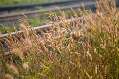Desho çimlerinin (Pennisetum pedicellatum) sıcak güneş ışığında parlayan pembemsi çekirdek başlarıyla yakın çekim görüntüsü. Yumuşak odaklı arka plan, çimenlerin narin dokusunu ve doğal güzelliğini vurgular..