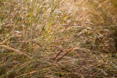 Heteropogon contortus 'un (tanglehead otu) sabah çiğ tanecikleriyle parıldayan yakın görüntüsü. Altın, bükülmüş tohum tüyleri doğal bir desen oluşturur, vahşi otlakların güzelliğini yakalar..