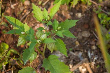 Yeşil fener benzeri kabukları ve güneş ışığında yetişen taze yaprakları olan bir Physalis (toprak kirazı) bitkisinin yakın görüntüsü.