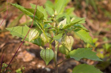 Zemin kirazı (Physalis) bitkisinin kendine has fener şeklindeki meyveleri ve doğal güneş ışığında taze yeşil yaprakları içeren detaylı bir yakın çekimi..