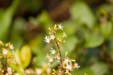Çiçek açan Siyah Sarmaşık bitkisi, küçük beyaz çiçekleri ve taze yeşil yaprakları olan çiçekli bir çalıya yakın plan, güneş ışığı altında yakalanır..