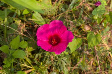 Canlı bir kızılcık çiçeğiydi. Çiçek açmış, zengin mor yapraklar ve çarpıcı bir merkezi desen sergiliyordu. Doğal ortamda yakalanan parlak çiçek güzel bir şekilde öne çıkar. 