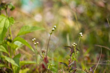 Ageratum conyzoides 'in (Billygoat Weed) küçük beyaz çiçek kümeleri ve ince gövdeleri ile doğal bir ortamda büyüdüğüne yakından bakın. Yumuşak bulanık arka plan, vahşi bitkilerin hassas yapısını ve doğal yaşam alanını vurguluyor..