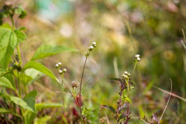 Ageratum conyzoides 'in (Billygoat Weed) küçük beyaz çiçek kümeleri ve ince gövdeleri ile doğal bir ortamda büyüdüğüne yakından bakın. Yumuşak bulanık arka plan, vahşi bitkilerin hassas yapısını ve doğal yaşam alanını vurguluyor..