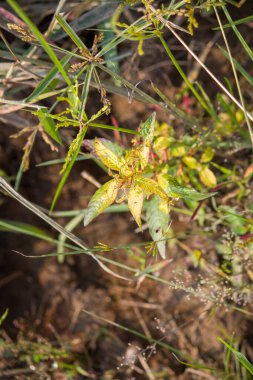 Ludwigia octovalvis bitkisine yakın çekim. Kırmızımsı taze yapraklar ve ince gövdeler doğal sulak bir yaşam alanında yetişiyor. Yumuşak, bulanık bir arkaplan ile sıcak güneş ışığına yakalanıyor..
