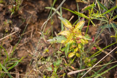 Ludwigia octovalvis bitkisine yakın çekim. Kırmızımsı taze yapraklar ve ince gövdeler doğal sulak bir yaşam alanında yetişiyor. Yumuşak, bulanık bir arkaplan ile sıcak güneş ışığına yakalanıyor..