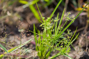 Cyperus haspan otlarının doğal bir ortamda büyüyen yakın plan fotoğrafı incecik yeşil saplarını ve yıldız şeklindeki kızılötesi kümeleri gösteriyor. Yumuşak arkaplan bu sulak arazinin hassas yapısını ve dokusunu vurgular..