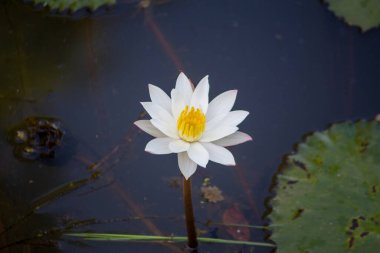 Nilüfer çiçeği gölette, durgun beyaz bir su zambağı (Nymphaea), narin beyaz taç yaprakları ve doğal bir gölette zambaklarla çevrili parlak sarı bir merkezi vardır..