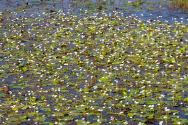 Su Kartanesi çiçeklerinden oluşan güzel bir tarla (Nymphoides indica) sakin bir gölette çiçek açar, doğal sulak bir yaşam alanında yüzen yeşil yaprakların üzerinde beyaz püsküllü yapraklar sergiler..