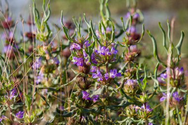 Dikenli frenleri olan Hygrophila auriculata bitkisi ve doğal güneş ışığında yakalanan küçük mor çiçekler, eşsiz yapısını ve vahşi bir yaşam alanındaki canlı detaylarını vurguluyor..
