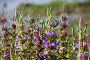 Dikenli frenleri olan Hygrophila auriculata bitkisi ve doğal güneş ışığında yakalanan küçük mor çiçekler, eşsiz yapısını ve vahşi bir yaşam alanındaki canlı detaylarını vurguluyor..