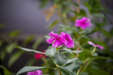 Yeşil yapraklarla açan pembe Catharanthus gülü, arka planda bulanık bir bahçe arka planına sahip yumuşak doğal ışıkla yakalanır..