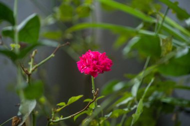 Yumuşak doğal ışık ve bulanık yeşil bir zemin ile bahçesinde açan güzel pembe gül çiçeği..