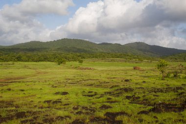 Orman tepeleri ve dramatik bulutlu gökyüzü ile yemyeşil çayır huzurlu bir kırsal alan oluşturuyor..