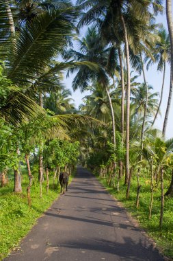 Palmiye ağacı, yemyeşil hindistan cevizi palmiyeleri, manzaralı kırsal asfalt yolu, huzurlu yaz manzarası, seyahat arka planı, egzotik cennet....