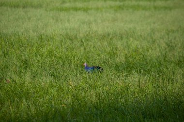 Kanatları açık bir sulak alandan havalanan su kuşu, yeşil bir bataklığın üzerinde doğal ışık altında uçuyor..