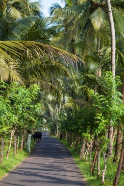 Palmiye ağacı, yemyeşil hindistan cevizi palmiyeleri, manzaralı kırsal asfalt yolu, huzurlu yaz manzarası, seyahat arka planı, egzotik cennet....