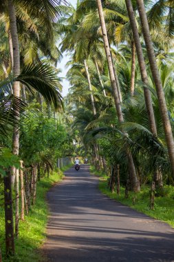 Palmiye ağacı, yemyeşil hindistan cevizi palmiyeleri, manzaralı kırsal asfalt yolu, huzurlu yaz manzarası, seyahat arka planı, egzotik cennet....