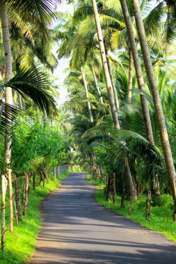 Palmiye ağacı, yemyeşil hindistan cevizi palmiyeleri, manzaralı kırsal asfalt yolu, huzurlu yaz manzarası, seyahat arka planı, egzotik cennet....