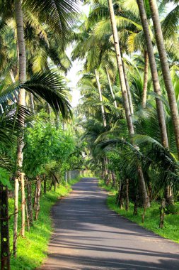 Palmiye ağacı, yemyeşil hindistan cevizi palmiyeleri, manzaralı kırsal asfalt yolu, huzurlu yaz manzarası, seyahat arka planı, egzotik cennet....