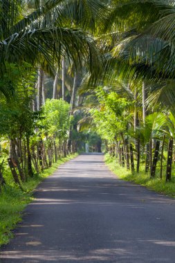 Palmiye ağacı, yemyeşil hindistan cevizi palmiyeleri, manzaralı kırsal asfalt yolu, huzurlu yaz manzarası, seyahat arka planı, egzotik cennet....