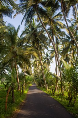 Palmiye ağacı, yemyeşil hindistan cevizi palmiyeleri, manzaralı kırsal asfalt yolu, huzurlu yaz manzarası, seyahat arka planı, egzotik cennet....