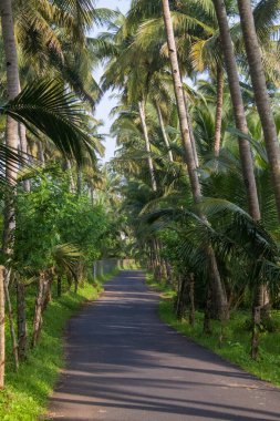 Palmiye ağacı, yemyeşil hindistan cevizi palmiyeleri, manzaralı kırsal asfalt yolu, huzurlu yaz manzarası, seyahat arka planı, egzotik cennet....
