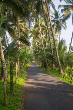 Palmiye ağacı, yemyeşil hindistan cevizi palmiyeleri, manzaralı kırsal asfalt yolu, huzurlu yaz manzarası, seyahat arka planı, egzotik cennet....