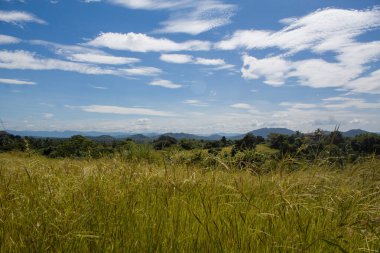 Rodos otları, açık bir arazide, mavi gökyüzünün altında, dağılmış bulutlarla birlikte, gün ışığında doğal bir şekilde büyür..