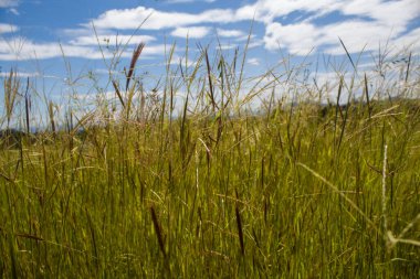 Rhodes grass growing naturally in an open field under a blue sky with scattered clouds, captured in bright daylight.