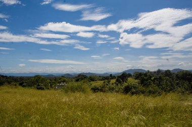 Rodos otları, açık bir arazide, mavi gökyüzünün altında, dağılmış bulutlarla birlikte, gün ışığında doğal bir şekilde büyür..