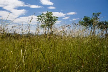 Rodos otları, açık bir arazide, mavi gökyüzünün altında, dağılmış bulutlarla birlikte, gün ışığında doğal bir şekilde büyür..